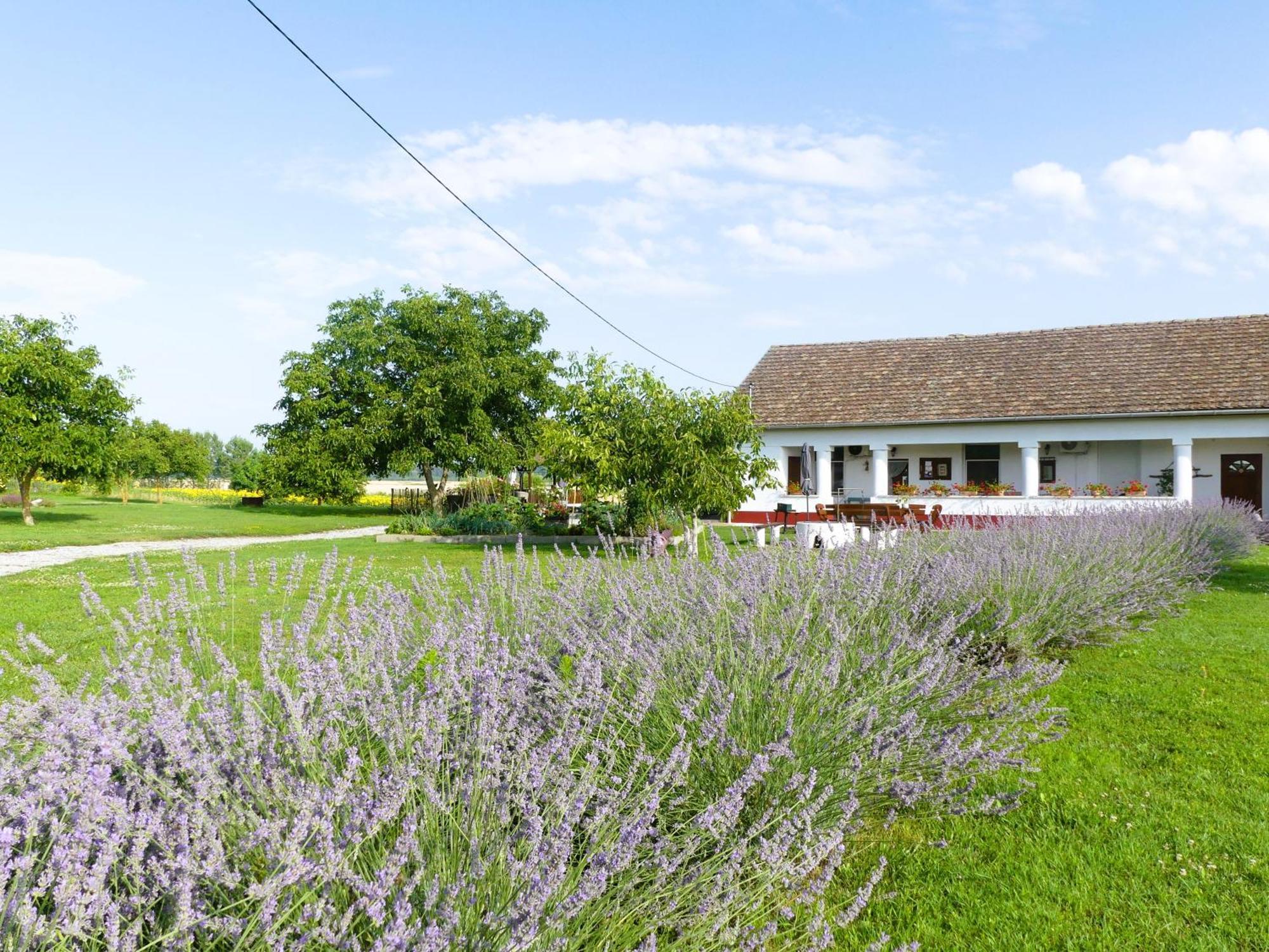 Tisza White House Bed & Breakfast Tiszaszolos Ngoại thất bức ảnh